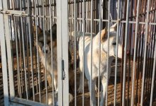 В Алматы отпускают на волю отловленных собак