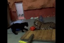 Двойняшки родились у пары ягуаров в зоопарке Алматы (ВИДЕО)