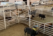 Ограничения на вывоз бычков и баранчиков ввели в Казахстане