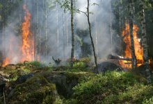 Более 900 природных пожаров произошло в Казахстане в 2022 году