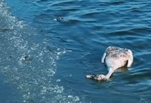 Птичий грипп нашли у мертвых лебедей в Мангистау