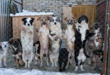 Приют для собак открыла на собственные средства жительница Лисаковска