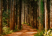 Неизвестные вырубили лес почти на пять миллионов тенге в Павлодарской области