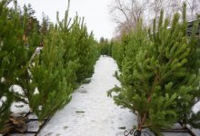 Полиция расследует дела о незаконной вырубке хвойных деревьев по всему Казахстану