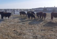 Коров на четыре миллиона тенге украл скотник у жителя Абайской области