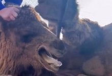 Верблюда, застрявшего в заборе, спасли рабочие в Мангистау