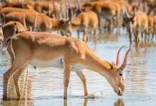 Мораторий на отстрел сайгаков продлили на год в Казахстане