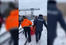 У петропавловца отобрали алабая и поместили в приют