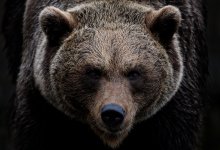 Медведь загрыз работника зоопарка в Узбекистане