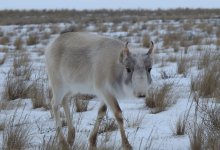 Улицы села в Улытауской области заполонили сотни сайгаков (ВИДЕО)