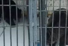 Медведи проснулись раньше времени в биоцентре Семея (ВИДЕО)