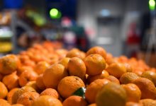 Мандариновый воришка в Таразе уносил фрукты коробками (ВИДЕО)