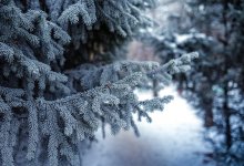 Сильные морозы придут на юг и восток Казахстана в ближайшие дни