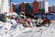 Свалка и бродячие собаки не дают покоя жителям микрорайона в Таразе
