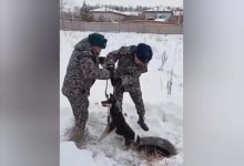Бездомных собак спасли офицеры Нацгвардии в Петропавловске