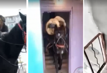 Забравшегося на пятый этаж на лошади мужчину накажут в Карагандинской области