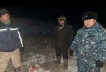 За разделыванием туши сайгака застали браконьеров в заповеднике Жамбылской области