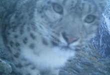 Снежного барса сфотографировали в нацпарке ВКО