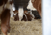 Запрещен вывоз животных с территории Костанайской области