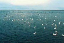 Жители Актау могут стать переписчиками птиц