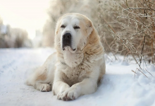Убили собаку и порезали нескольких щенят на дачах в Уральске