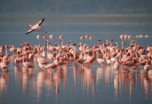 Фламинго раньше времени вернулись на озеро в Мангистау (ВИДЕО)