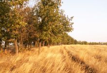 Найденных в лесопосадке близ Караганды женщину с дочерью не убивали – полиция