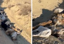 Десятки убитых собак нашли брошенными близ Актау зоозащитники