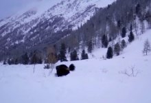 Росомаха сломала фотоловушку в нацпарке ВКО (ВИДЕО)