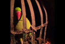 Полицейский допросил попугая в доме алкогольного мафиози в Индии (ВИДЕО)