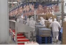 Добавлять воду и усилители вкуса в мясо птицы запретили в Казахстане (ВИДЕО)