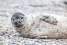 Названа причина гибели более ста тюленей на побережье Каспия