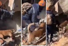 Собака казахстанских спасателей помогает доставать людей из-под завалов в Турции