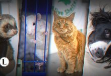 Псих, Старушка и Недосфинкс: как живут брошенные домашние животные в Астане?