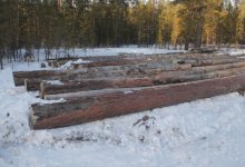 Павлодарский лес на трех КамАЗах пытался вывезти житель ВКО