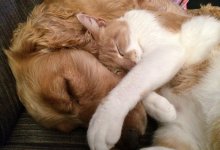 Больше 30 собак и пять котов умершего карагандинца спасли зоозащитники