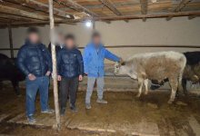 Три группы скотокрадов задержали в Туркестанской области