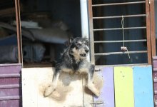 10 тонн макарон для нас волшебство: столичный приют поблагодарил Рыбакину за помощь