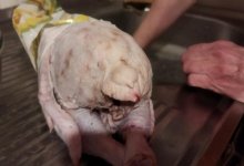 Странные пятна на тушке курицы обнаружила жительница Актау (ВИДЕО)