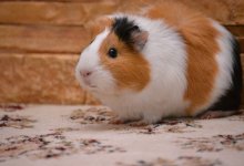 Убили и разделали морскую свинку учитель с учениками в школе Алматы