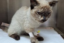 Живую кошку в пакете выбросили в мусорный бак в Усть-Каменогорске