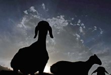 Куда уходят овцы? Отару, пропавшую почти год назад, ищут полицейские Жетысу