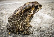 Пятилапую тростниковую жабу нашел во дворе дома австралиец (ФОТО)