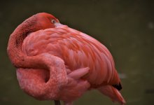 Мертвый фламинго найден в Мангистауской области