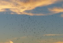 Комары заполонили подъезд многоэтажки дома в Кызылорде (ВИДЕО)