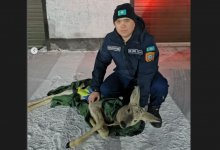 Обессилевшую косулю спасли в Северном Казахстане (ВИДЕО)