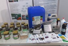 Технологию очистки растительного масла и новый вид малины представили казахстанские ученые