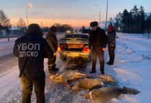 Почти 50 косуль истребили жители Петропавловска