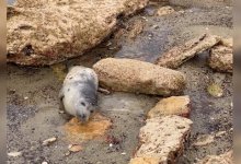 Мертвого тюлененка нашел блогер в Актау