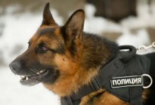 Более шести тысяч преступлений раскрыли благодаря служебным собакам в Казахстане